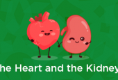 Heart & Kidneys